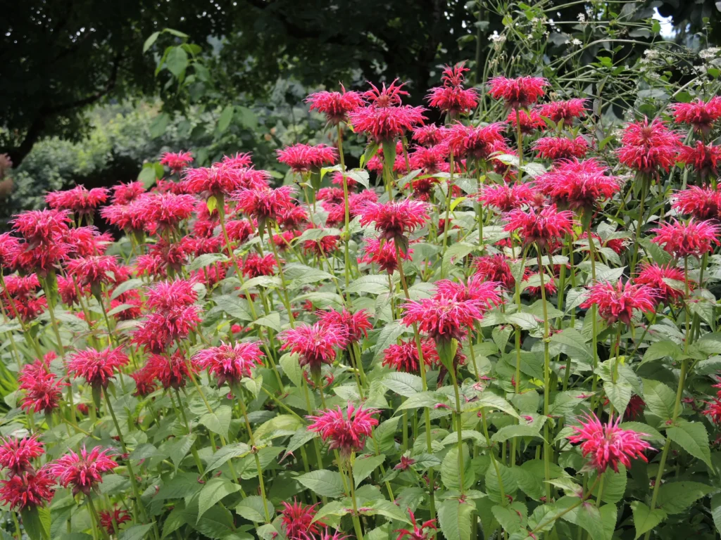 Bee Balm | Best Plants for rain garden
