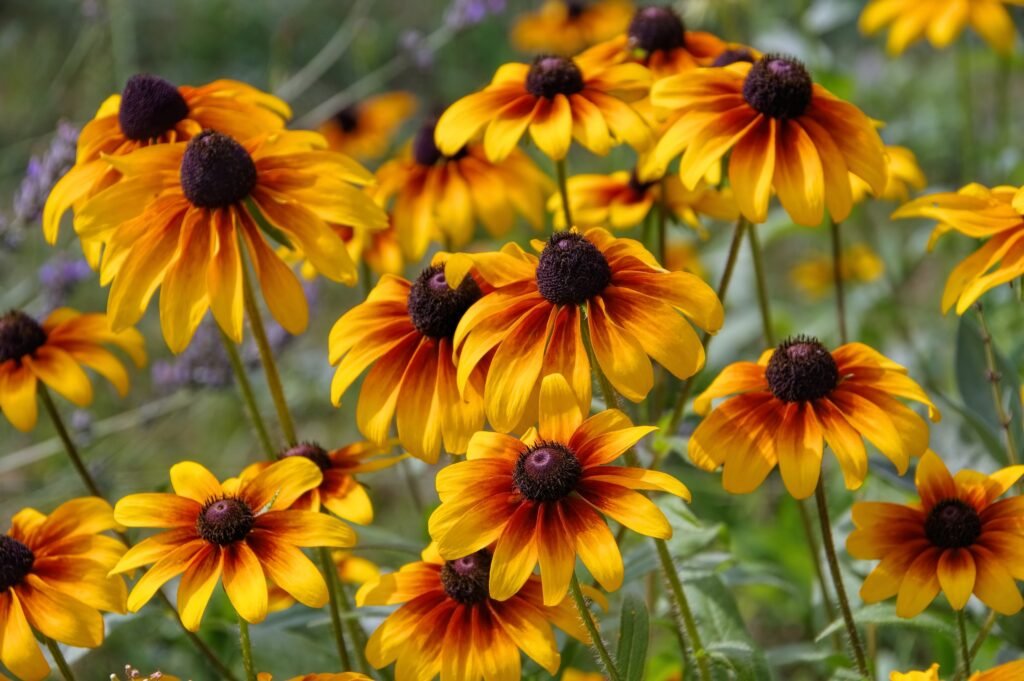 Black Eyed Susan | Best plants for rain garden