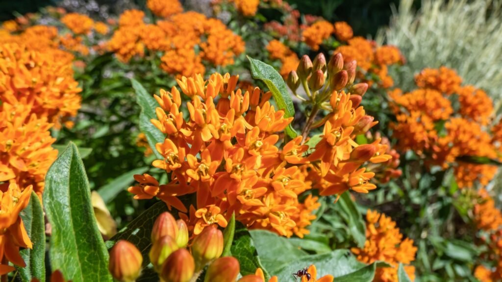 Butterfly Weed | Best Plants for rain garden