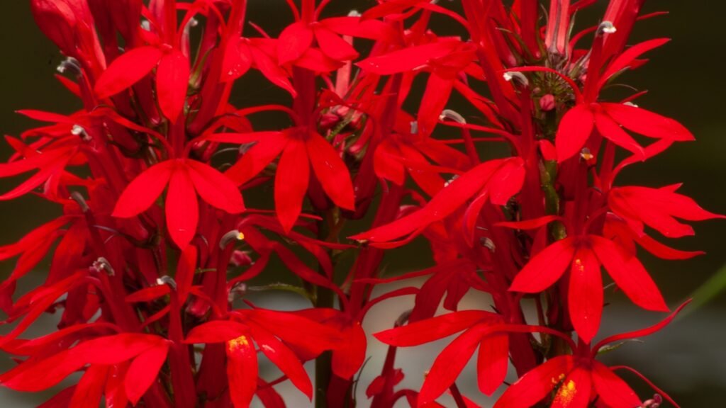 cardinal flower | Best plants for rain garden