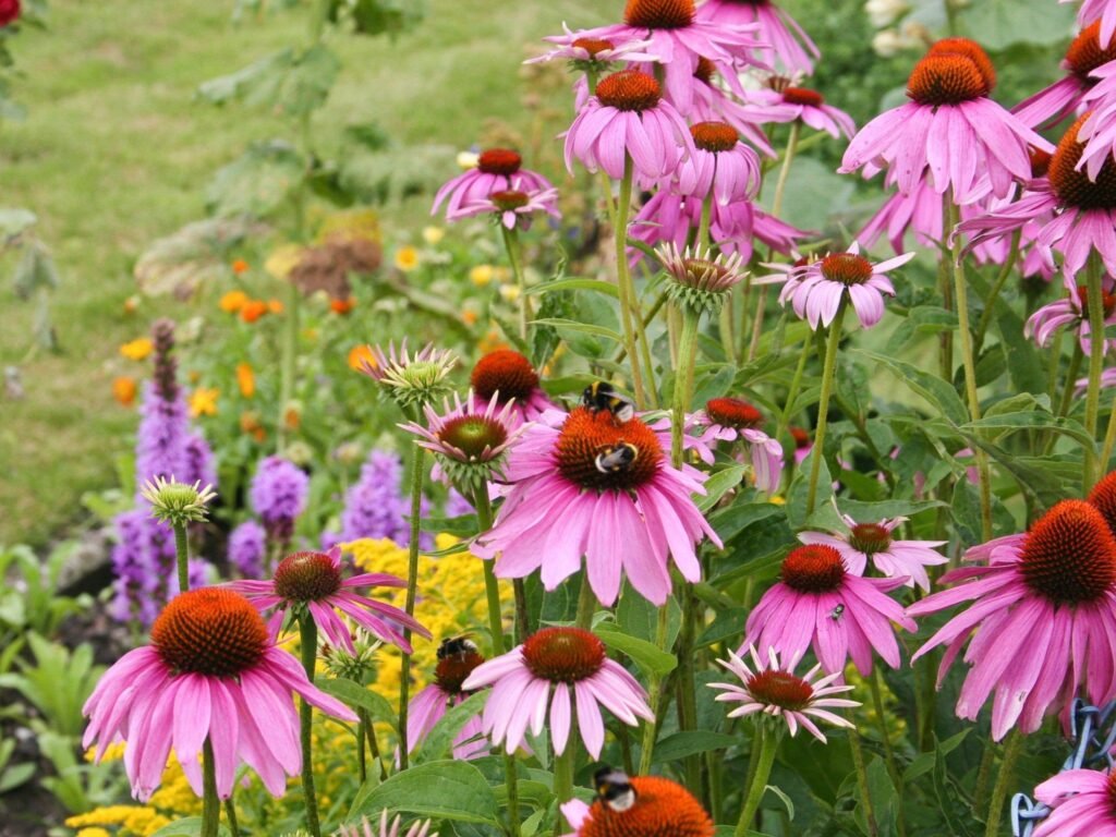 Coneflower | Best Plants for rain garden