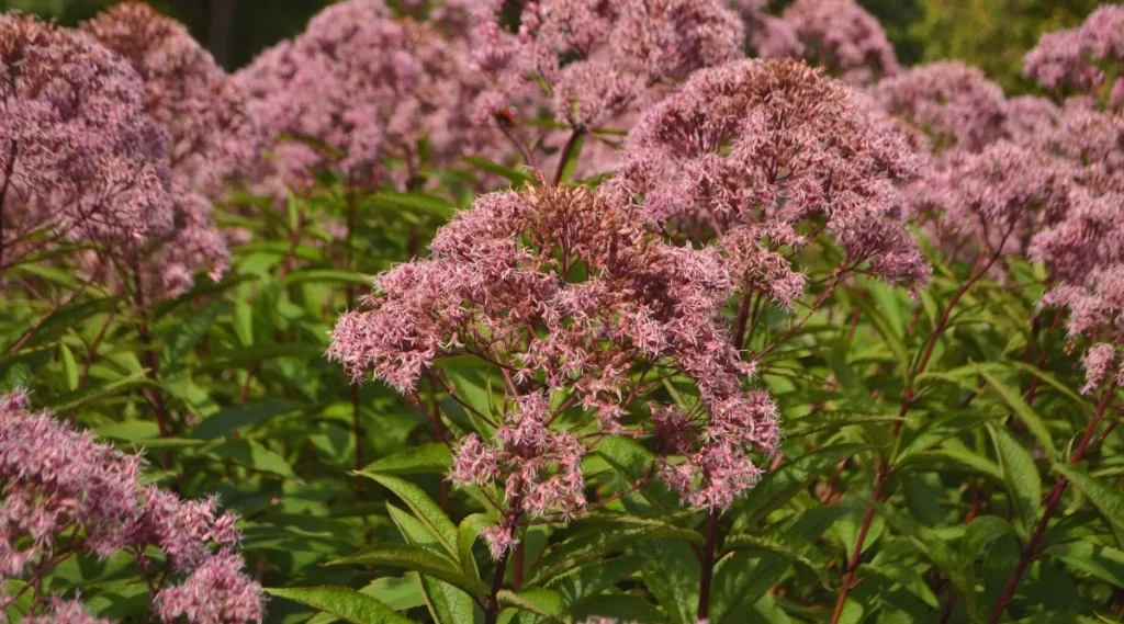 Joe Pye Weed | Best Plants for Rain Garden