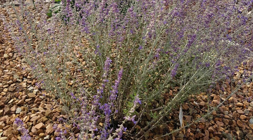 Russian Sage | Best Plants for rain garden