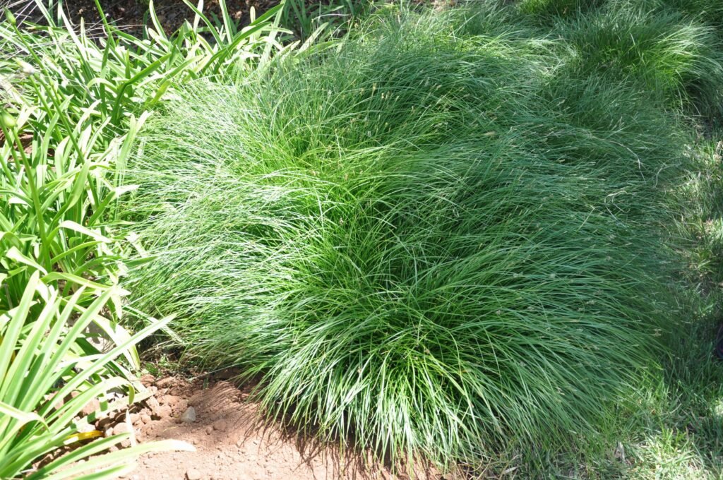Sedge Varieties | Best plants for rain garden
