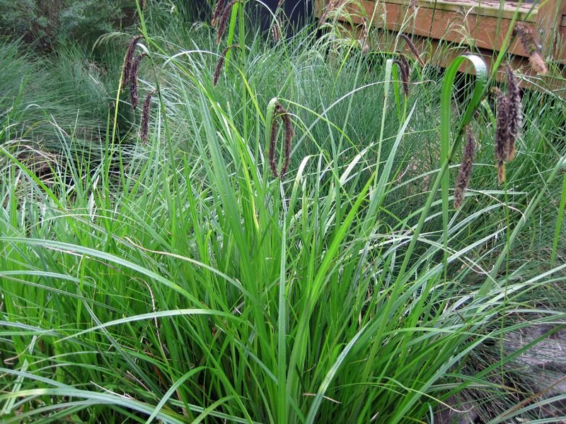 Soft Rush | Best plants for rain garden