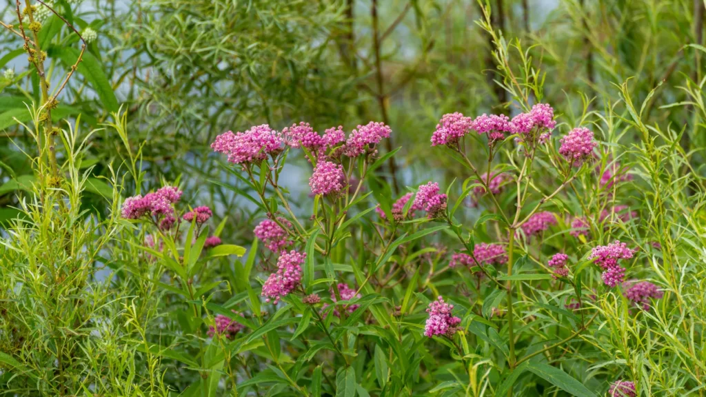 Swamp Milkweed | Best Plants for Rain Garden