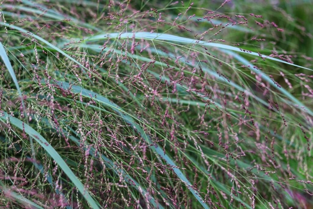 Switch Grass | Best Plants for rain garden