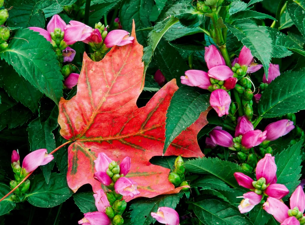 Turtle Head | Best Plants for rain garden