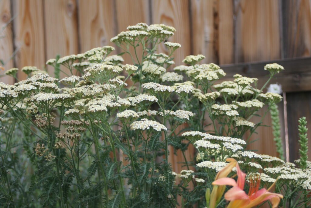 Yarrow | Best Plants for rain garden