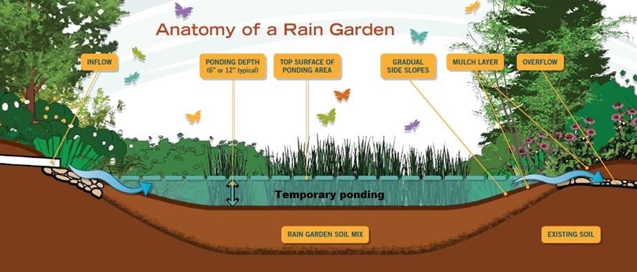 anatomy of the rain garden