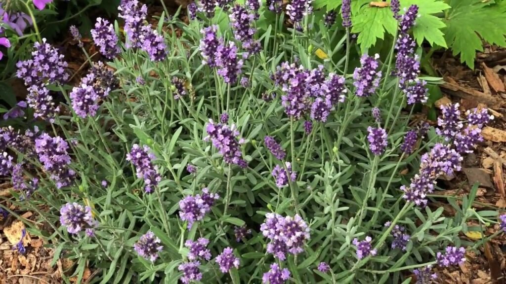 Lavender | Best Plants for rain garden