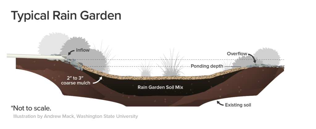 rain garden depth