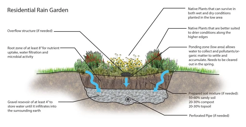 Zones of Rain Garden | Best Plants for Rain Garden