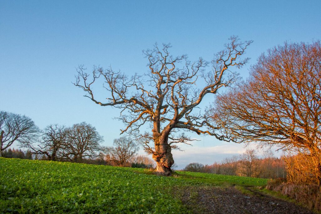 Signs Tree Needs to Be Removed
