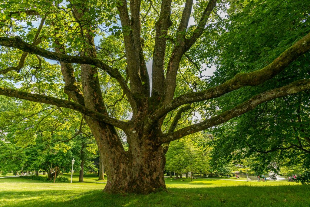 tree removal services