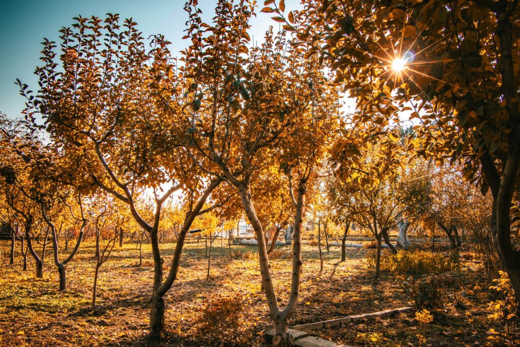 autumn