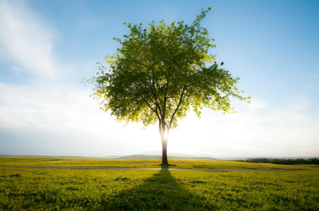 Average Tree Removal Cost