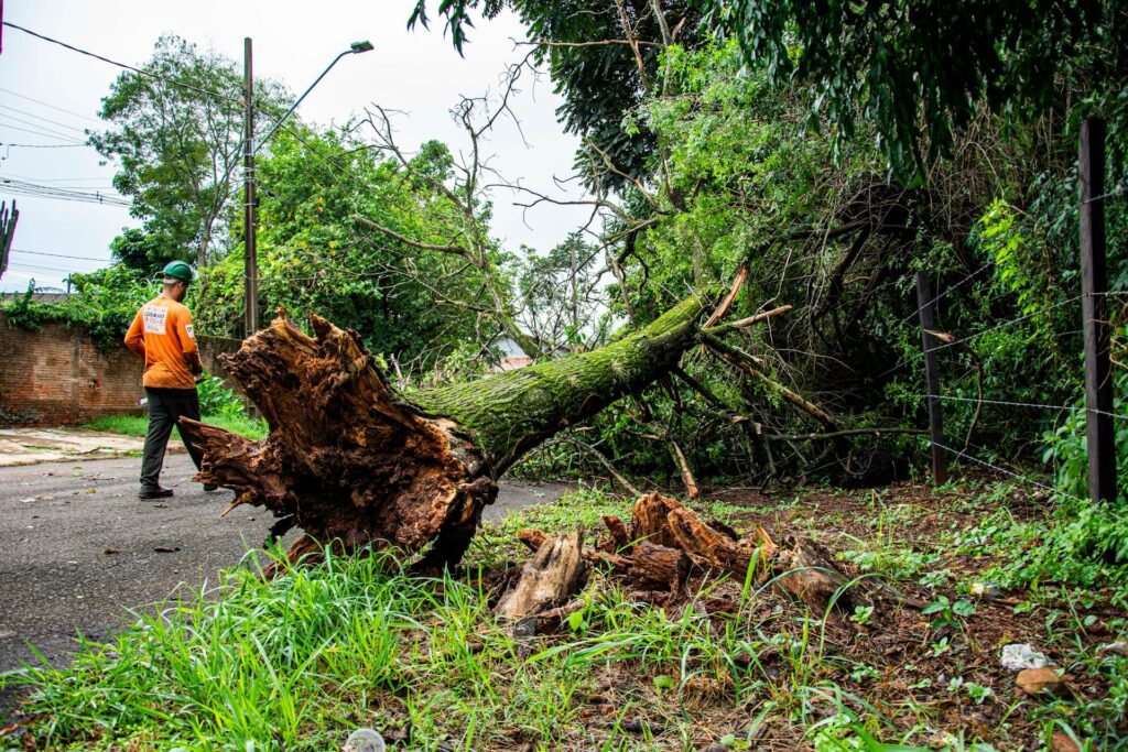 after hours pricing of removed tree