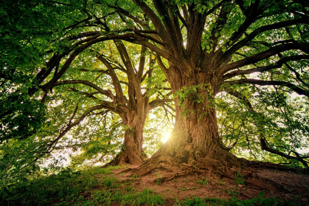 Tree Removal Cost