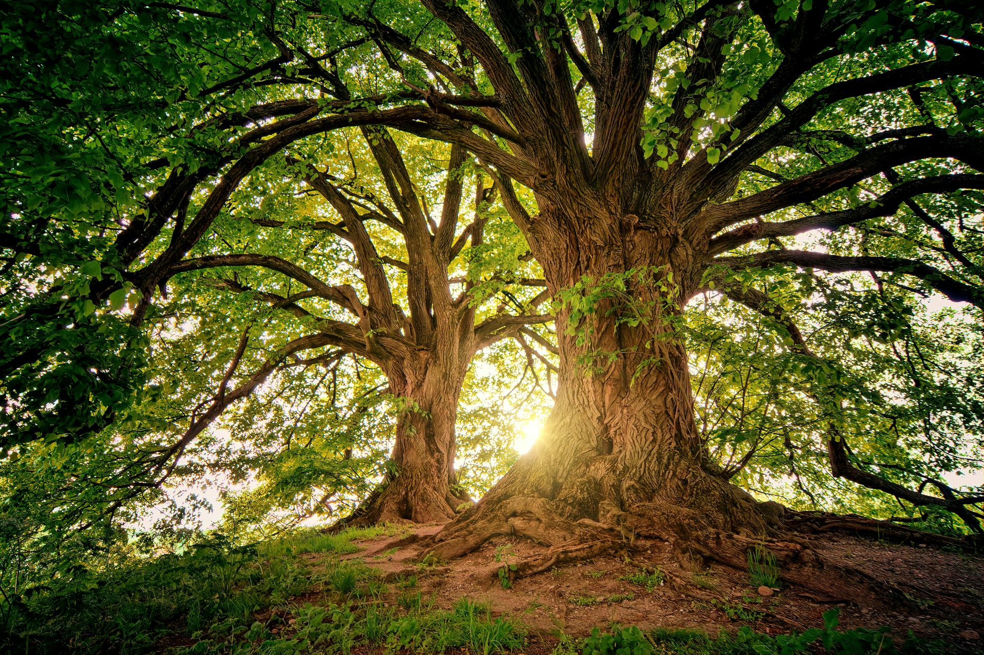 Tree Removal Cost