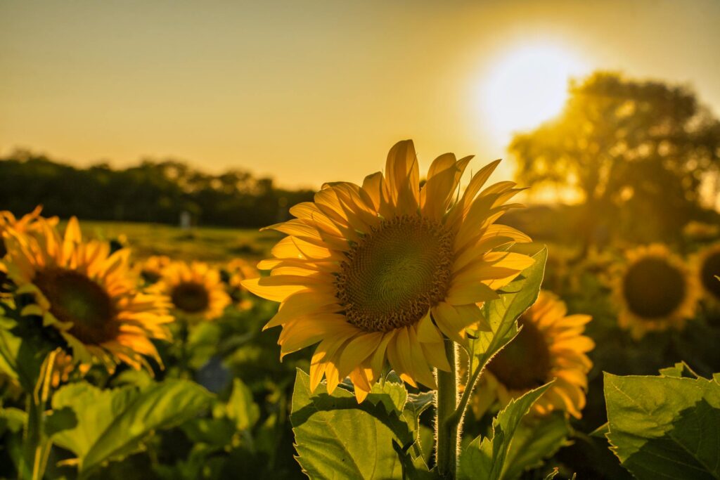 How Seasonal Sun Changes Affect Your Garden Layout