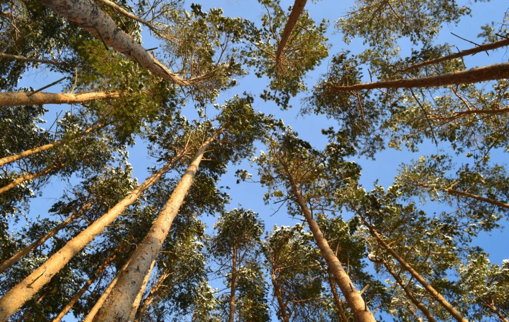 How Tree Height Affects Removal Cost