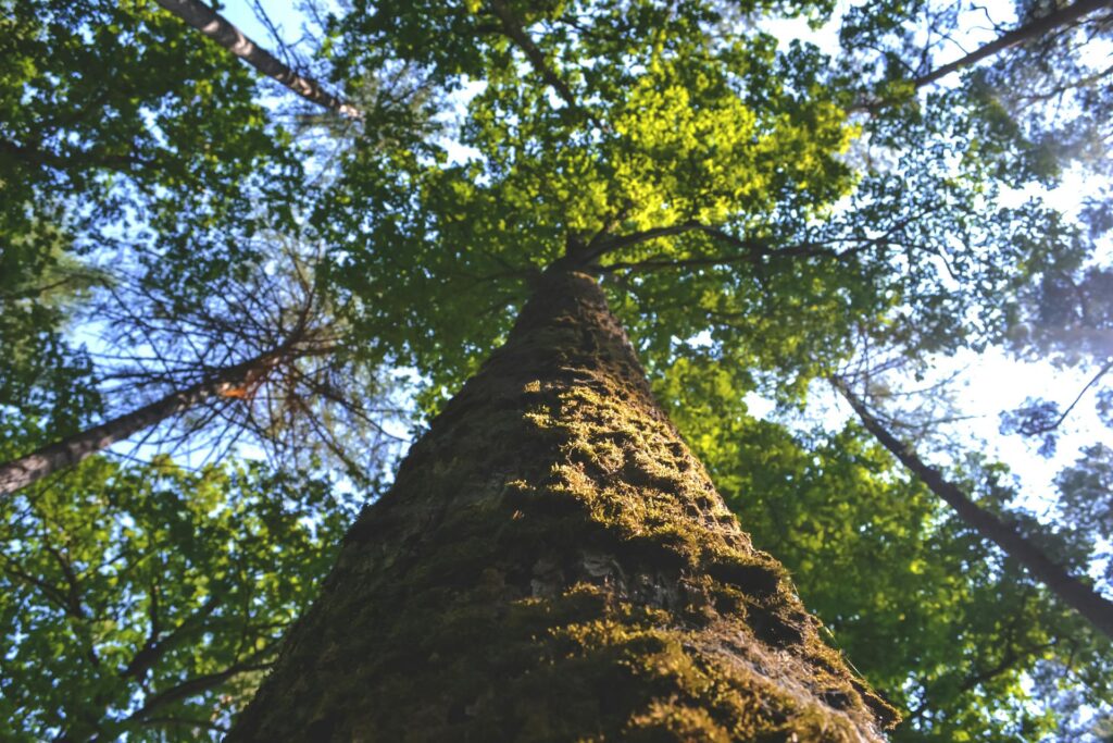 How Tree Height and Diameter Impact Removal Price