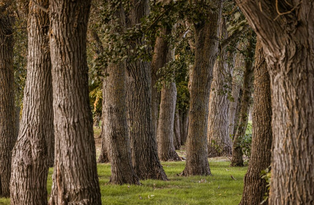 Trunk Diameter