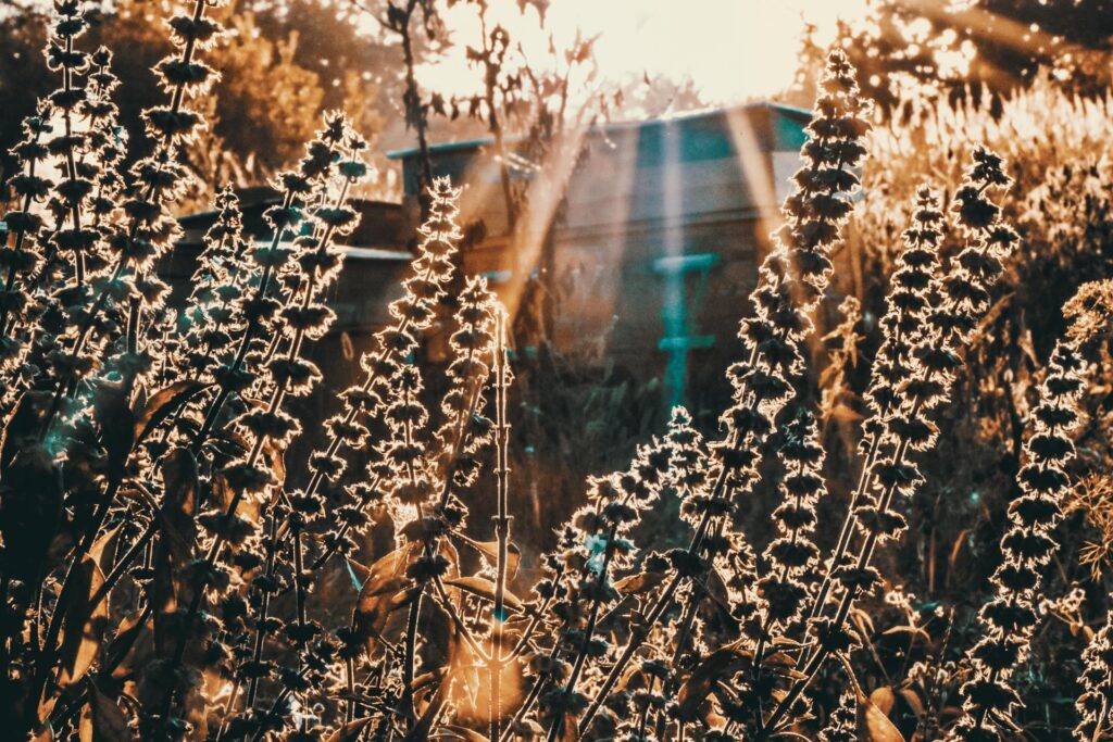 How to Measure Sun Exposure in Garden