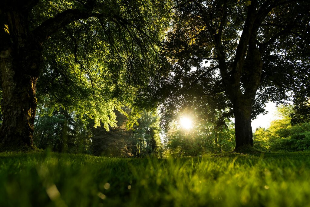 Measure Sunlight in Garden