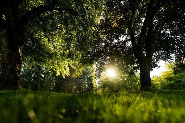 Measure Sunlight in Garden