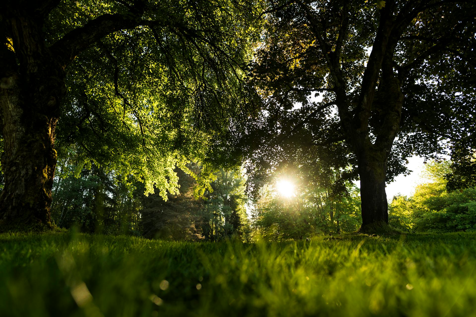 Measure Sunlight in Garden