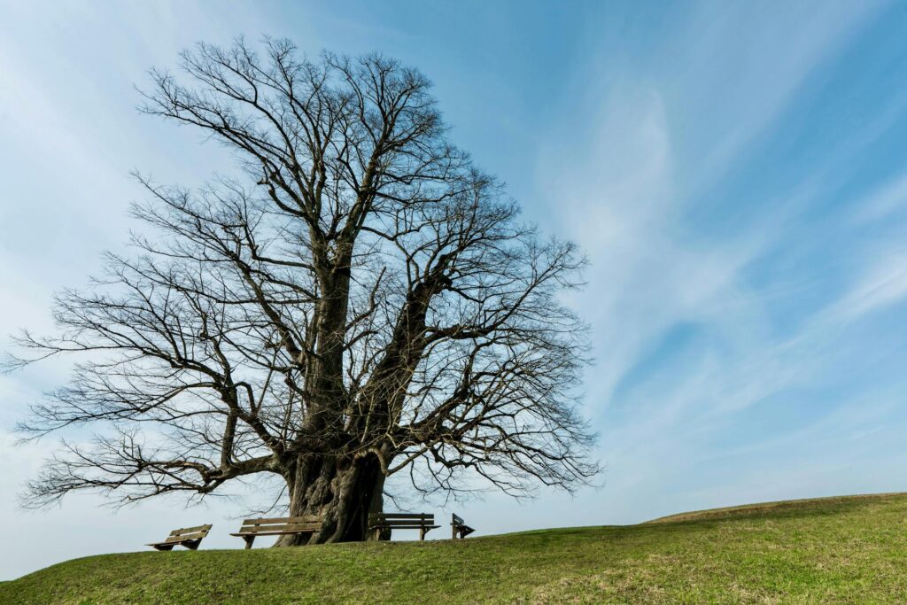 Tree Is Damaged or Dead