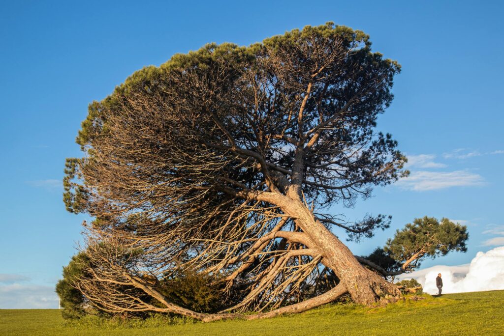 Tree Is Leaning