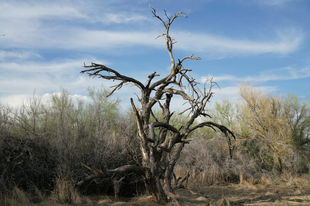 dead tree 