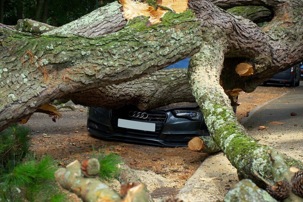 Tree Is Located in High-Risk Area