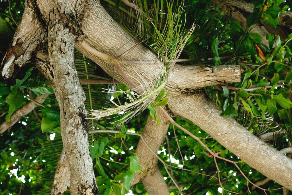 Tree Has a Co-Dominant Stem with a Weak Union