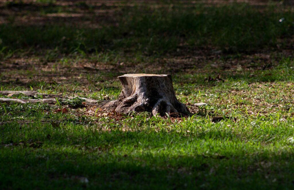 stump removal