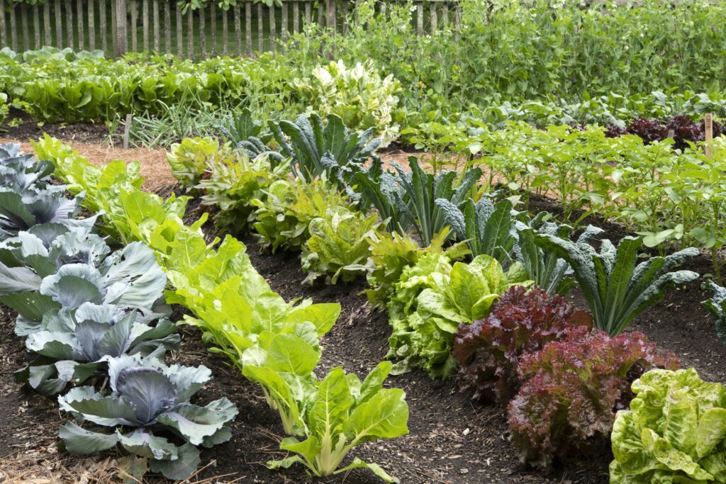 Tips for Placing Vegetables