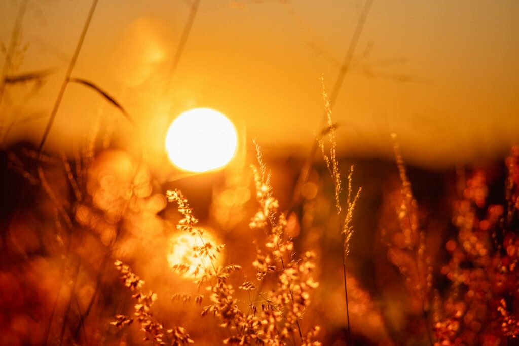 sun in garden