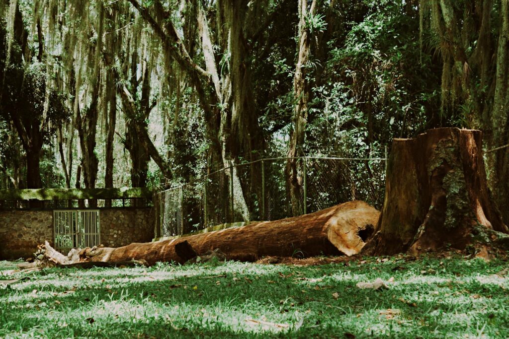 tree log