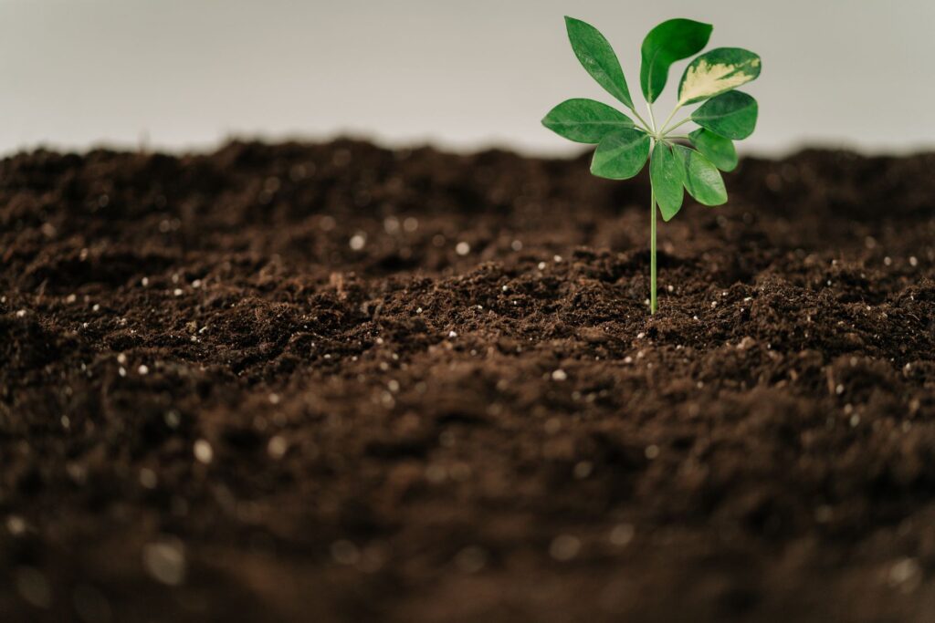 Common Mistakes with Compost