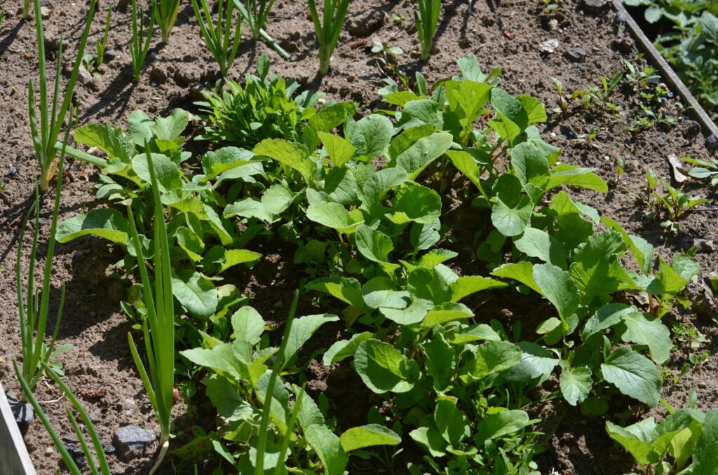 How to Calculate Compost for In Ground Gardens