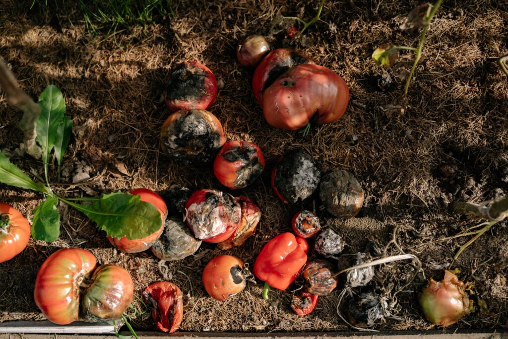 Common Mistakes Gardeners Make With Compost