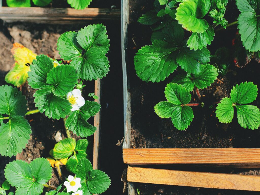 Common Raised Bed Soil Mistakes