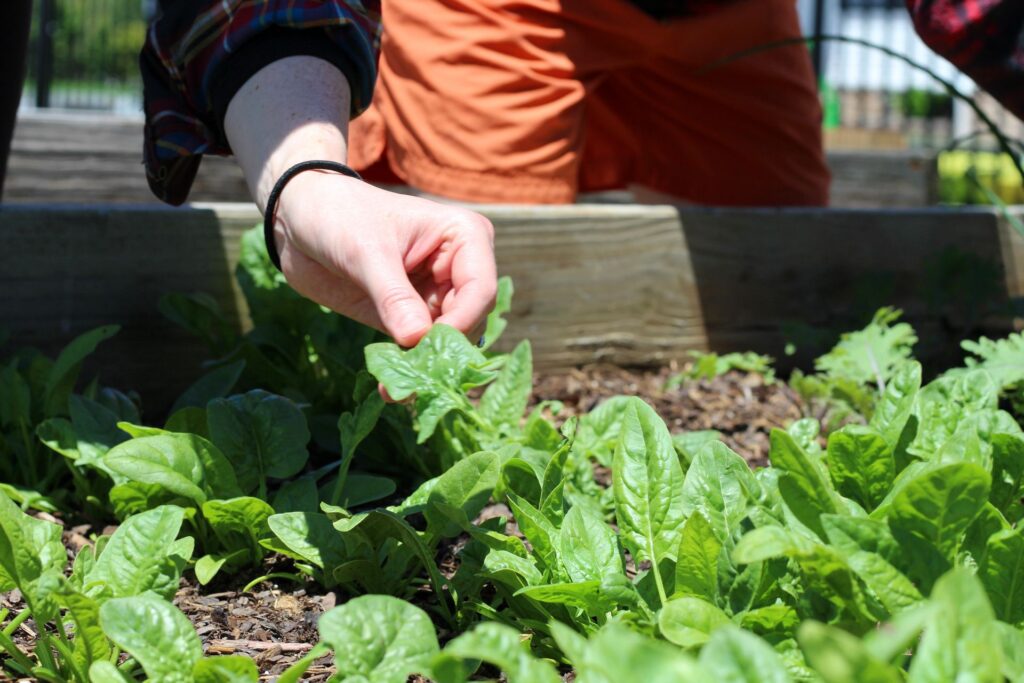 How to Fill the Bed With Plain Garden Soil