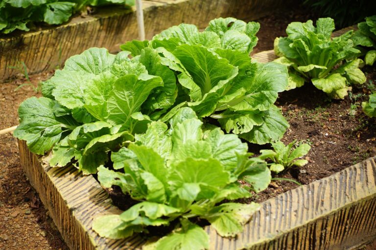 How Deep Should a Raised Garden Bed Be