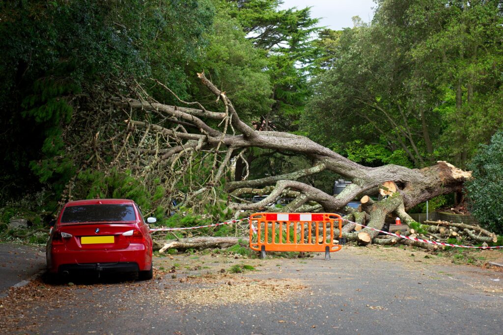 Get Accurate Tree Removal Quotes from Contractors