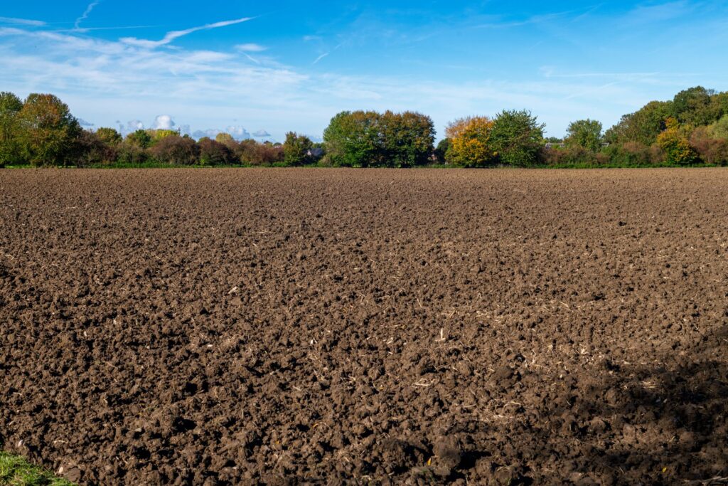 Soil Biology of Raised Bed