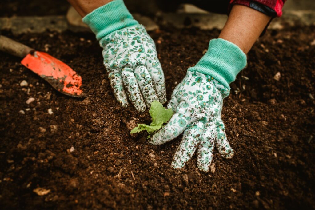 How to Mulch the soil of in Raised Bed
